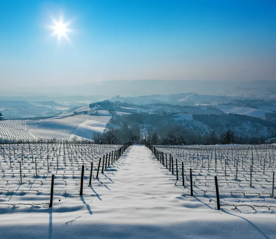 Snow covered landscape
